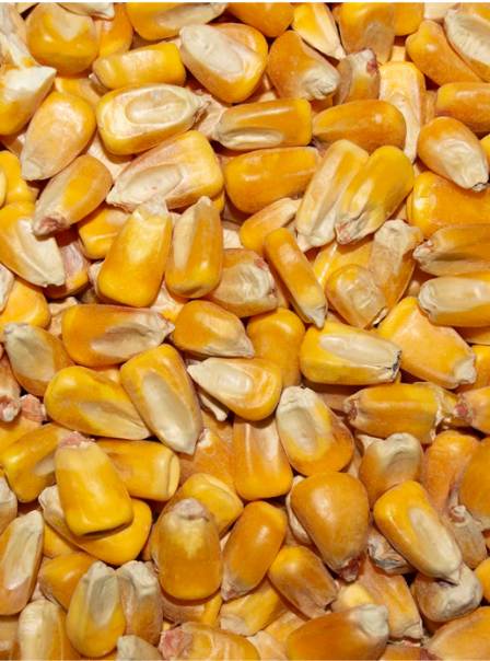 Re-Cleaned Yellow Whole Corn bag